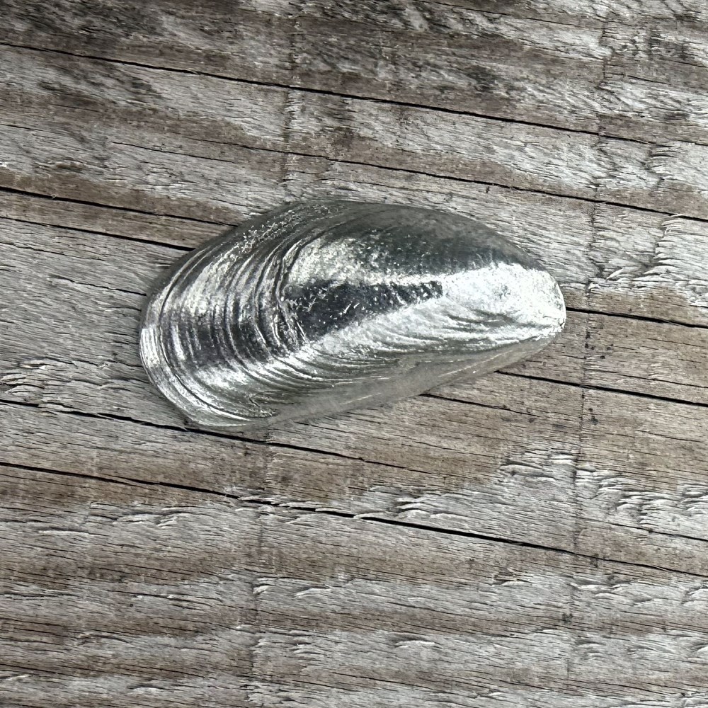 Cast Pewter Mussel Shell Ornament