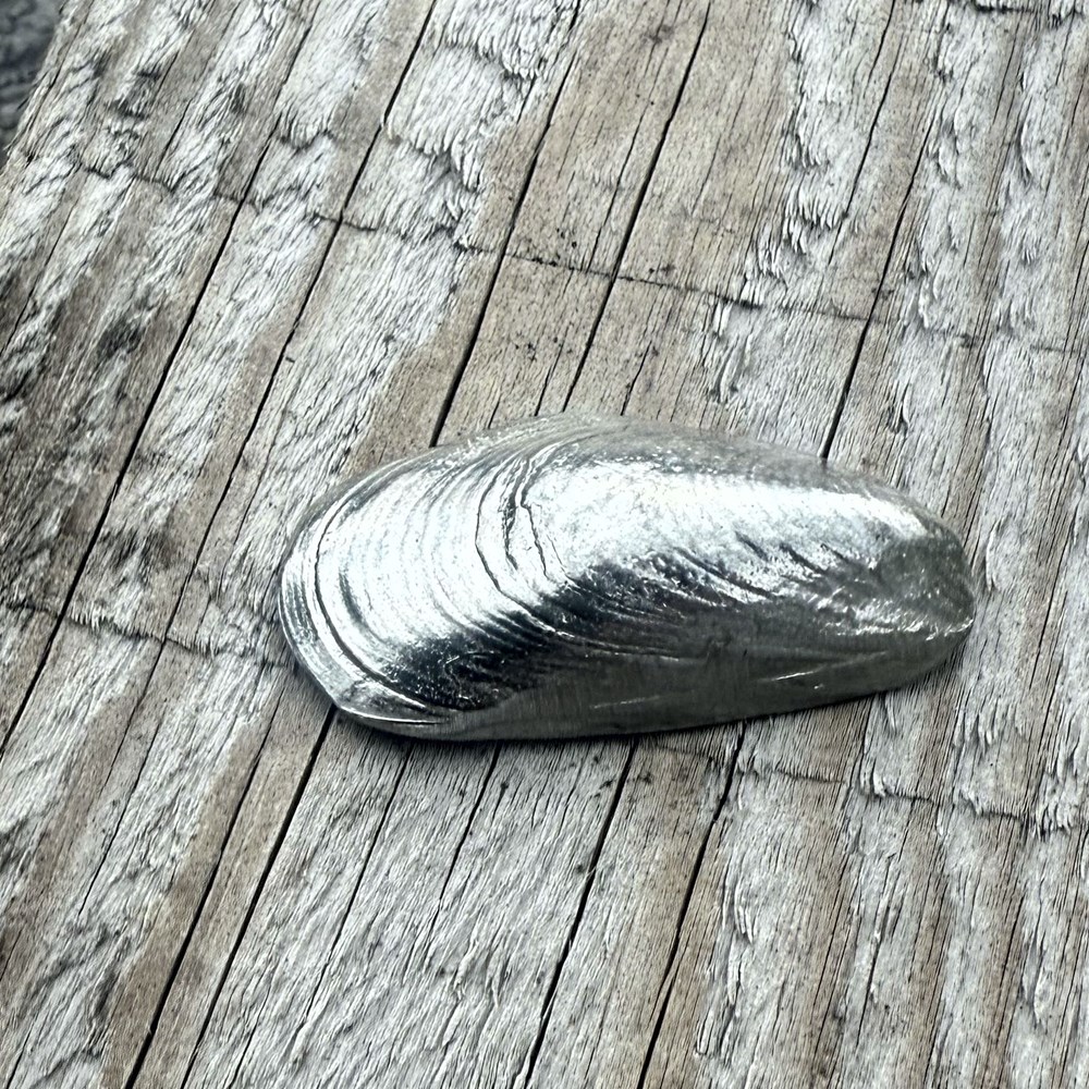Cast Pewter Mussel Shell Ornament