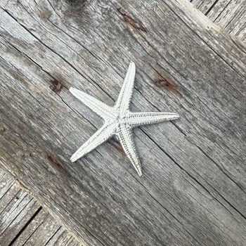 Cast Pewter Baby Starfish Ornament