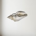 Cast Medium Sea Snail Ornament
