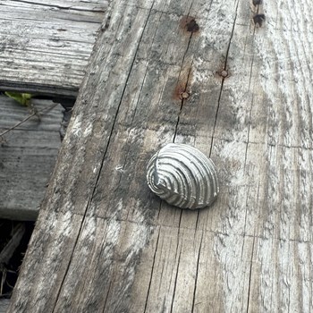 Cast Pewter Flat Spiral Shell Ornament