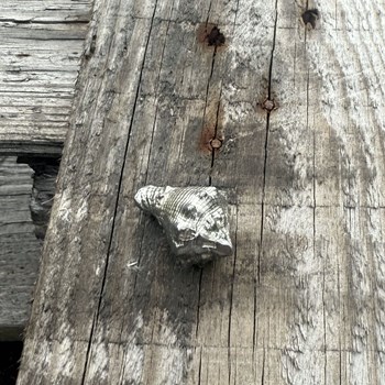 Cast Pewter Conch Shell Ornament