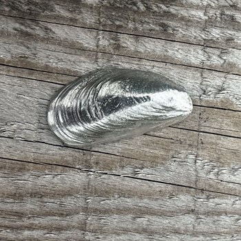 Cast Pewter Mussel Shell Ornament Cast Pewter Mussel Shell Ornament