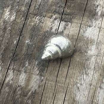Cast Pewter Small Spiral Shell Ornament Cast Pewter Small Spiral Shell Ornament