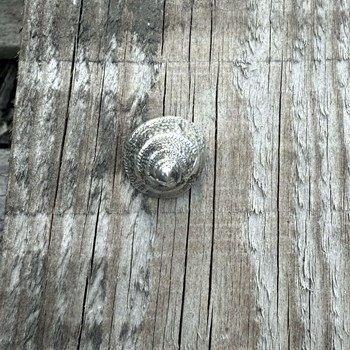 Cast Pewter Periwinkle Ornament Cast Pewter Periwinkle Ornament